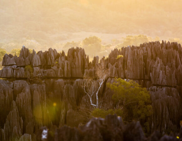 Des Hauts Plateaux Aux Baobabs